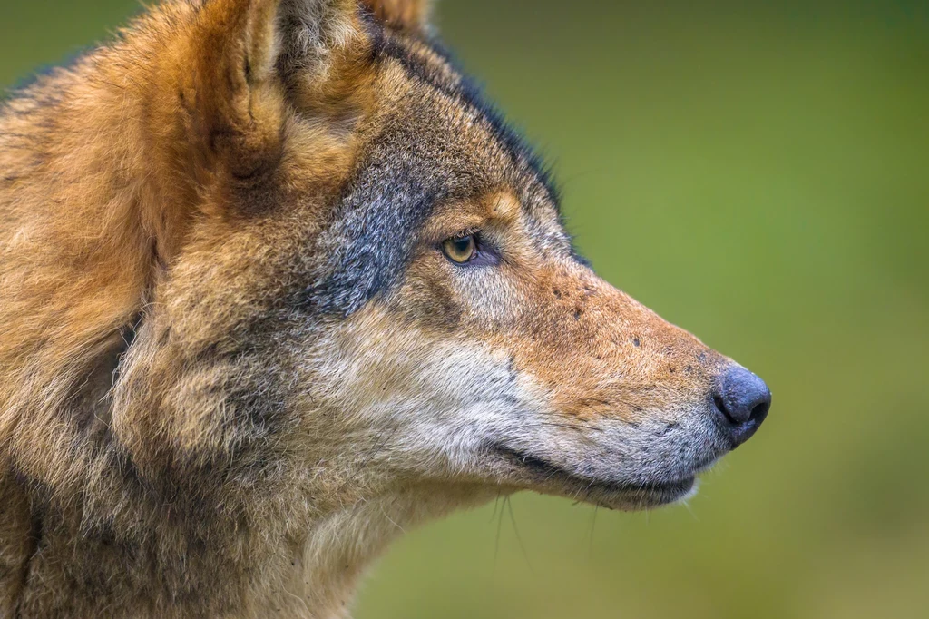 Wilki wróciły do Holandii po wielu latach nieobecności