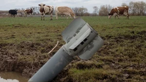 Wojna w Ukrainie zniszczyła przyrodę. Bomby przyniosły zaskakującą szansę