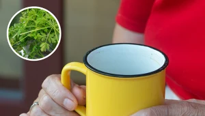 Zaparz i pij 1 garnuszek dziennie. Poprawisz pracę jelit i przyspieszysz spalanie tłuszczu