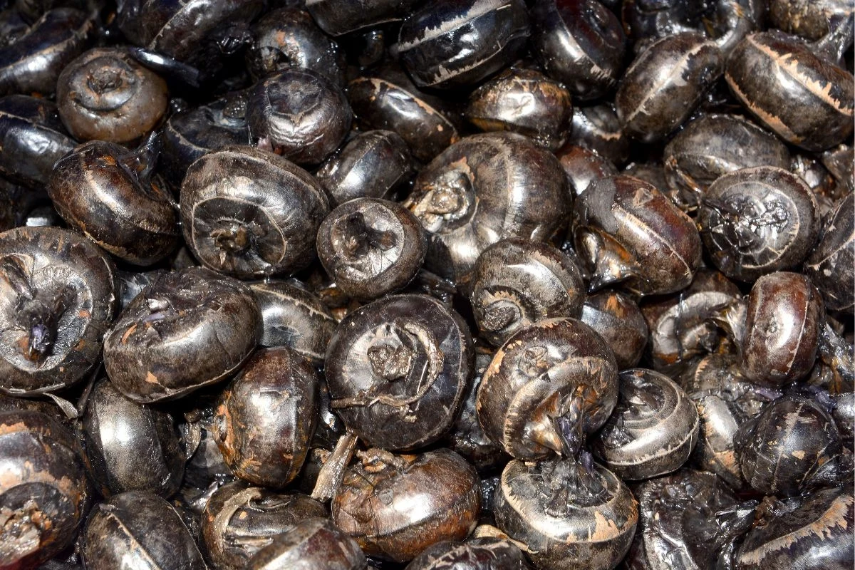 Mogą przypominać skorupkę ślimaka albo rzodkiewkę. W środku kryje się smaczny "orzech" doskonały dla zdrowia Mogą przypominać skorupkę ślimaka albo rzodkiewkę. W środku kryje się smaczny "orzech" doskonały dla zdrowia