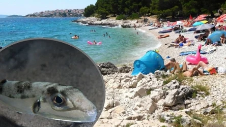 Trująca ropucha srebrzysta łac. Lagocephalus sceleratus pojawiła się u wybrzeży Chorwacji/Mariusz Grzelak/REPORTER