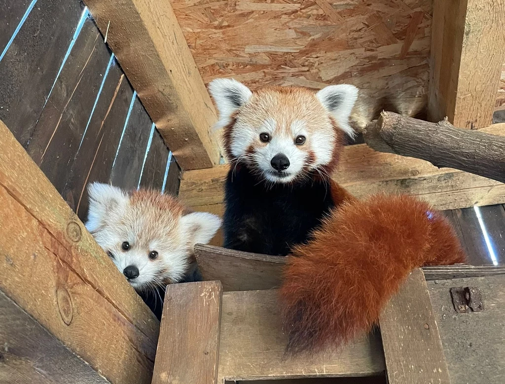 Kumari to pandka mała z zoo w Poznaniu