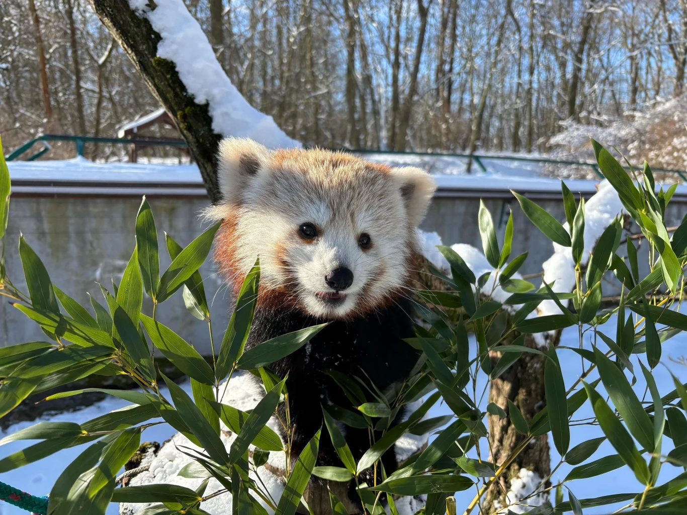 Pandka ruda Kumari z zoo w Poznaniu
