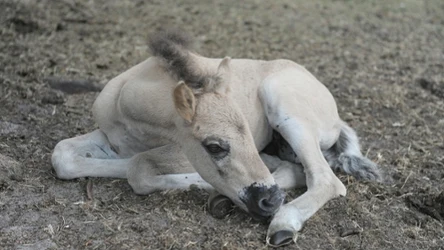 Na świat przyszły młode koniki polskie. Roztoczański Park Narodowy pokazuje zdjęcia