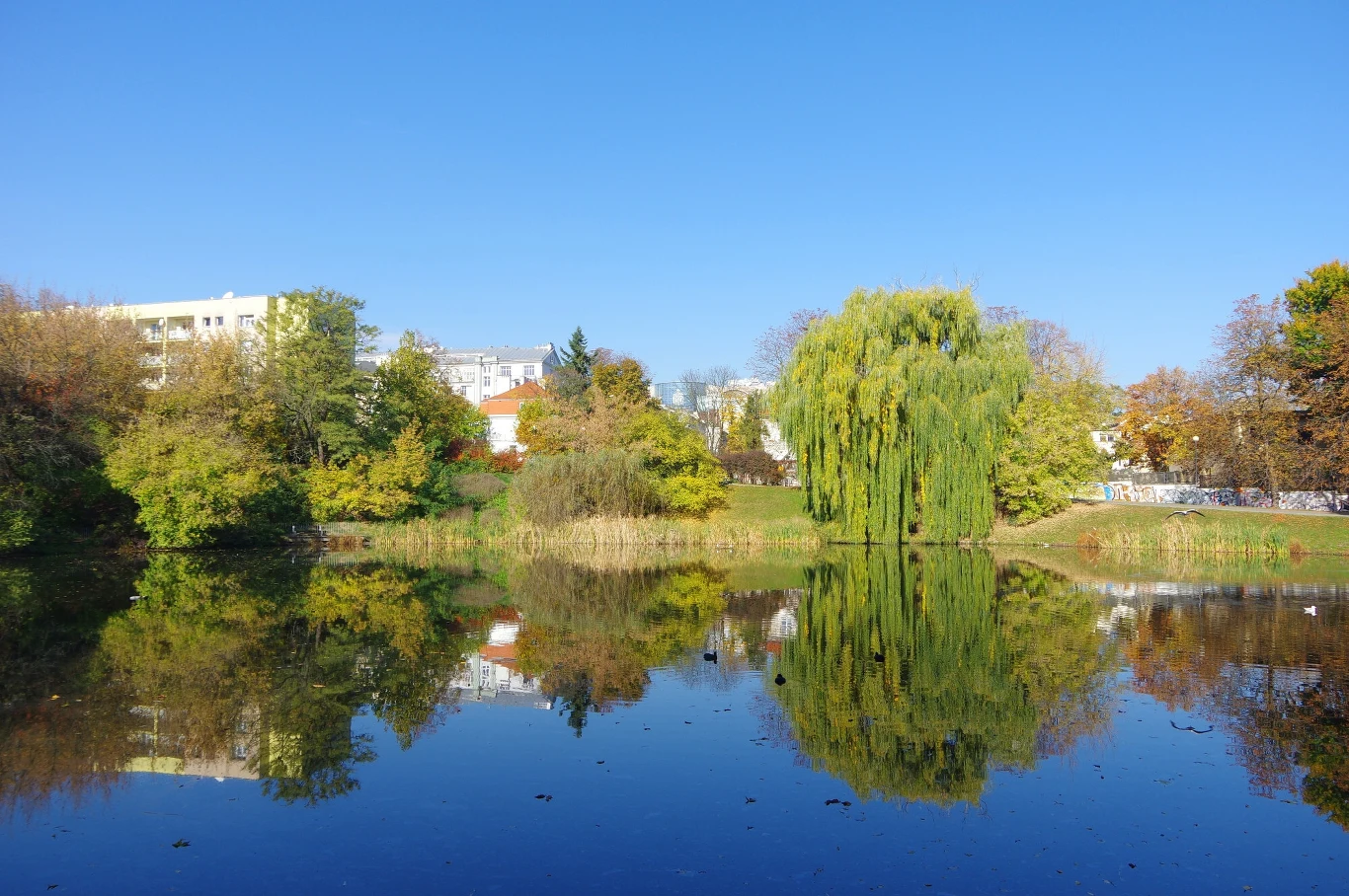 Nieodpowiedzialny hodowca winny inwazji raków w warszawskim parku Nieodpowiedzialny hodowca winny inwazji raków w warszawskim parku