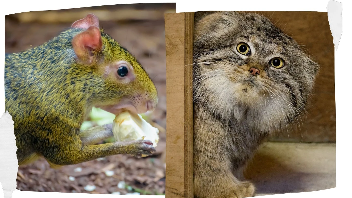 Aguti oliwkowy i manul Magellan z zoo w Poznaniu Aguti oliwkowy i manul Magellan z zoo w Poznaniu