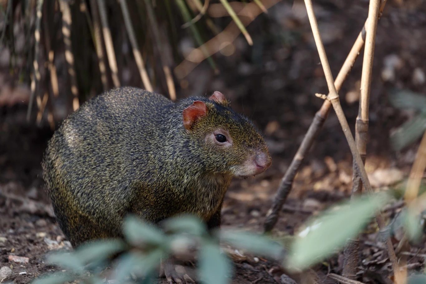 Aguti oliwkowy był bohaterem słynnej ucieczki w Poznaniu