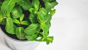 Posadź już teraz tę roślinę. Jej obfite plony wykorzystasz w kuchni przez cały rok