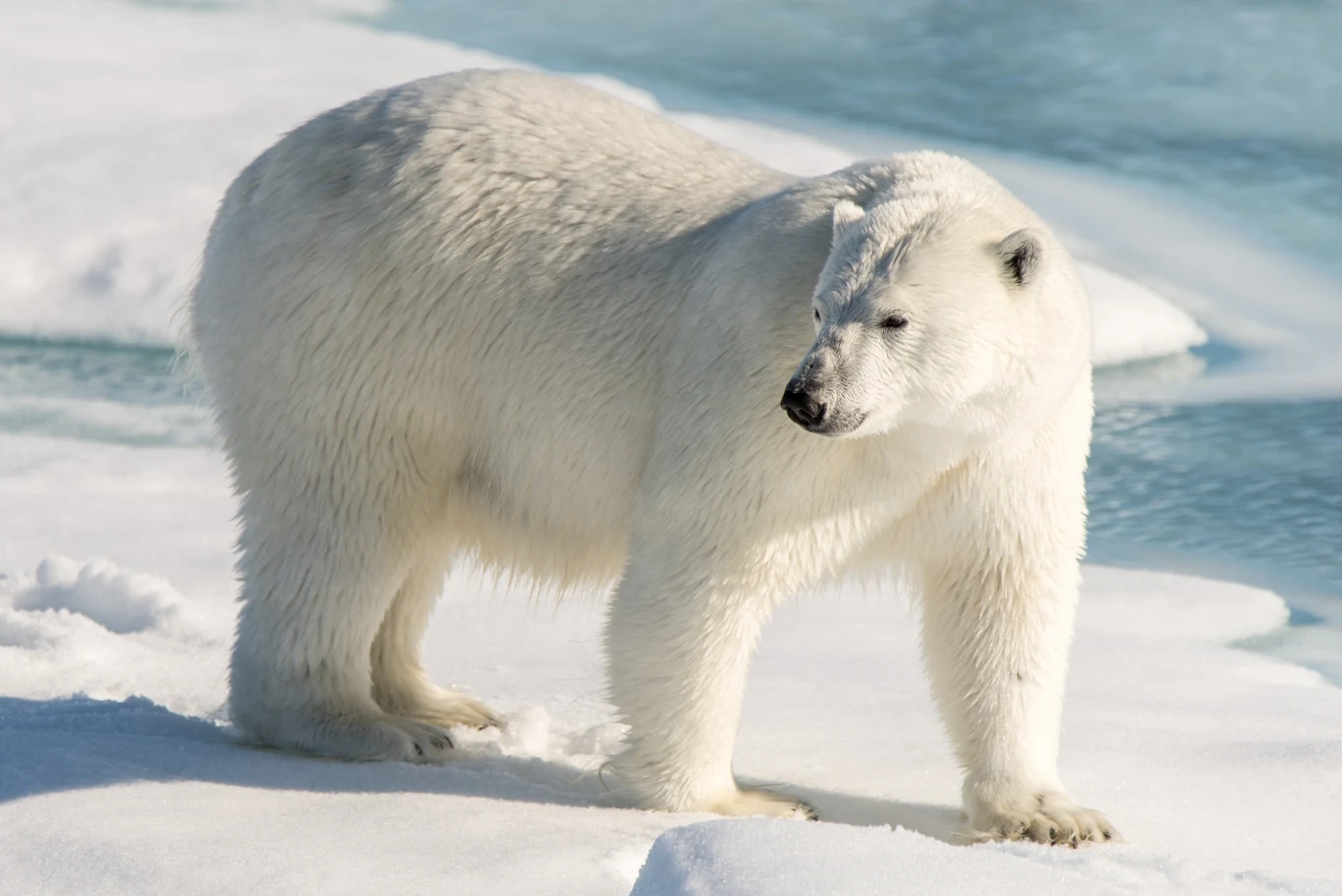 Niedźwiedzie polarne tracą swoje miejsca łowieckie z powodu globalnego ocieplenia
