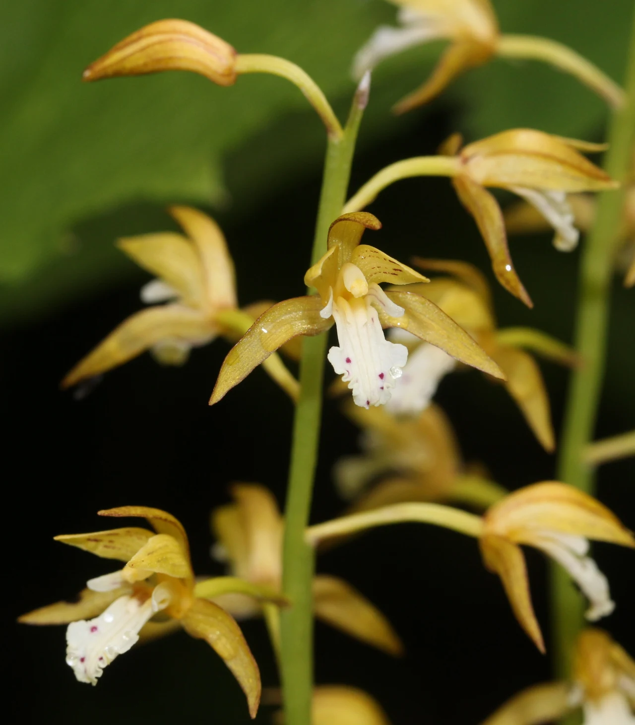 Storczyk Oreorchis patens