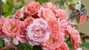 Wujek przycina róże tylko w ten sposób. Bujnych kwiatów zazdrości mu cała wioska