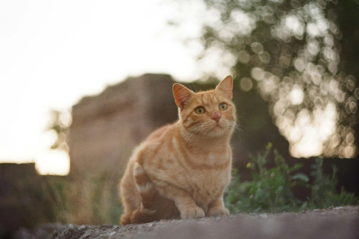 Na kota "wychodzącego" czyha wiele niezbezpieczeństw Na kota "wychodzącego" czyha wiele niezbezpieczeństw