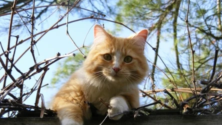 Koty w naturze są zagrożeniem dla dzikiej przyrody. Specjaliści twierdzą, że trzeba działać, aby zapobiec ich rozwojowi