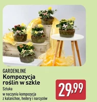 Roślina doniczkowa Gardenline