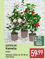 Kamelia Gardenline