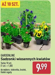 Sadzonki kwiatów Gardenline