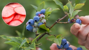 Wysiej ją obok borówki amerykańskiej. Zapomnisz o szkodnikach, a owoców będzie więcej