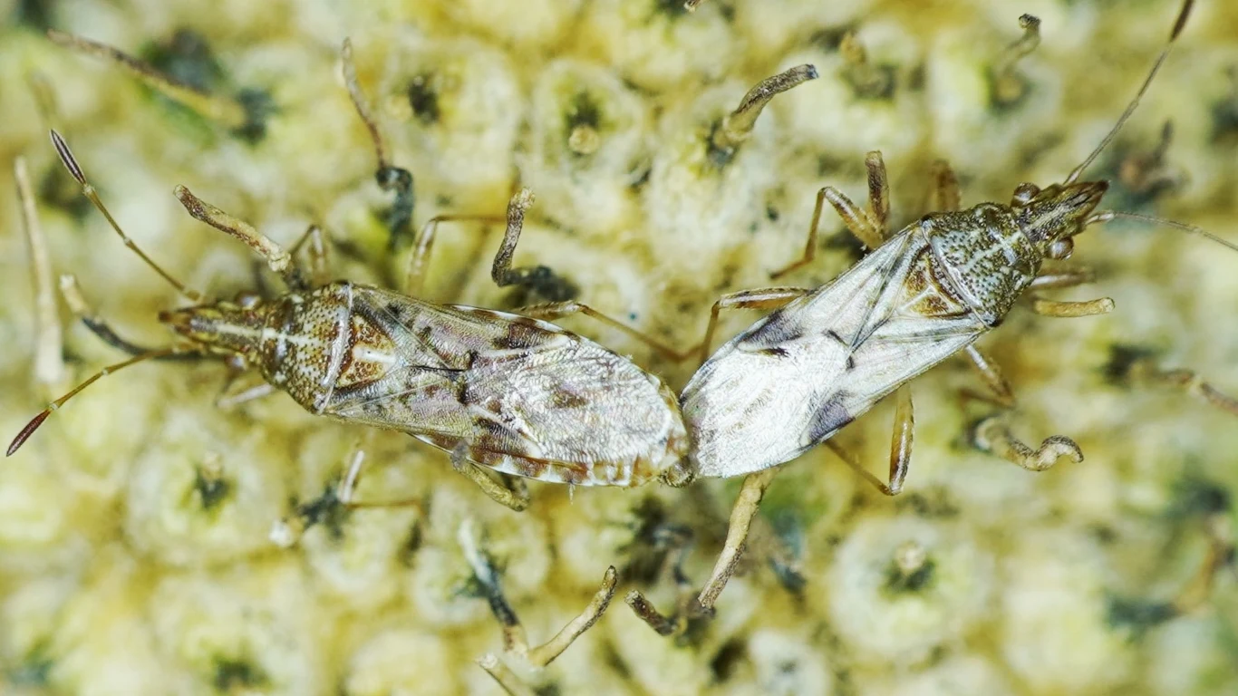 Inwazyjne pluskwiaki z Ameryki są już w Polsce Inwazyjne pluskwiaki z Ameryki są już w Polsce