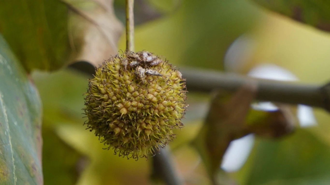 Owady żerują głównie na platanach, ale także m.in. na inwazyjnej nawłoci