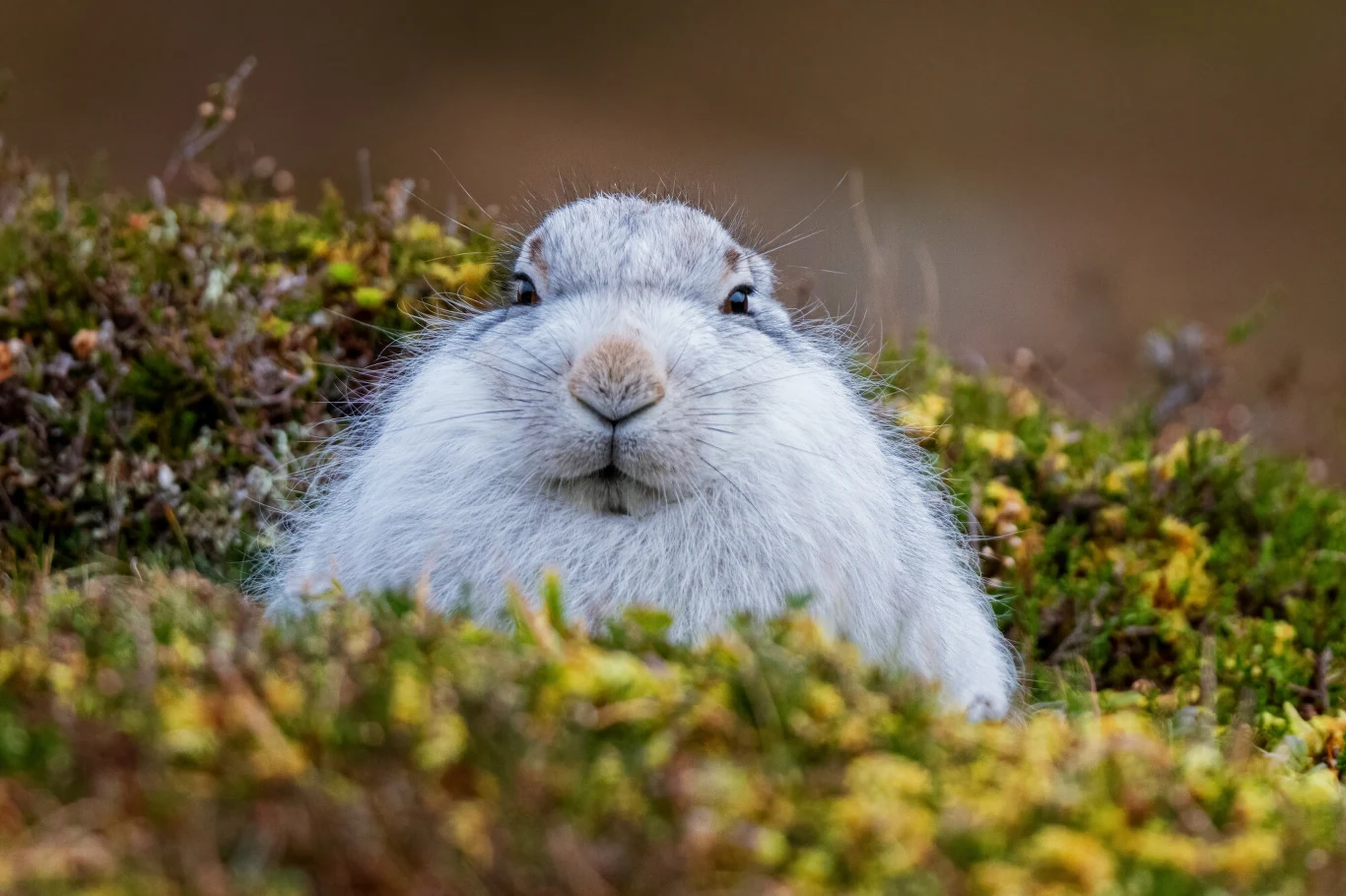 Wiosną i latem ubarwienie zająca bielaka staje się szarobure. Trudno go odróżnić od popularnego szaraka