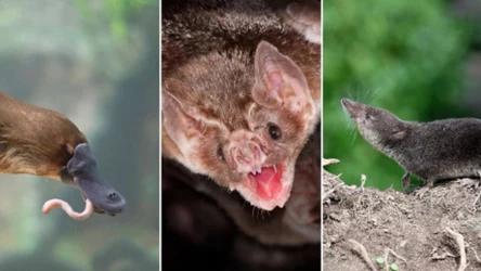 Rozwiąż quiz przyrodniczy o jadowitych ssakach. Rozpoznaj gatunki i odgadnij ciekawostki