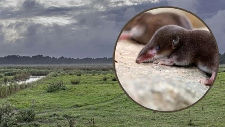 Ryjówki można spotkać w całej Polsce. Są jednak skryte i płochliwe
