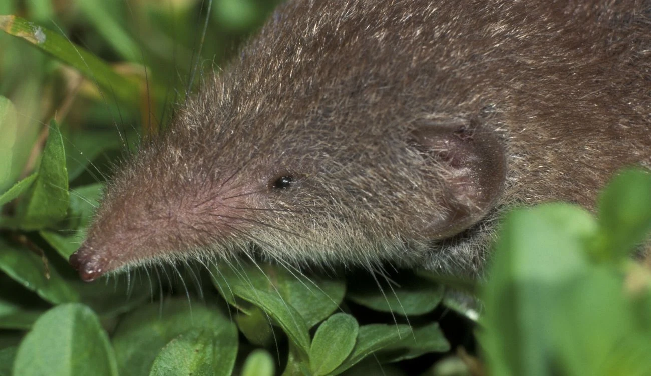 Młode ryjówki aksamitne są podobne do młodych myszy polnej