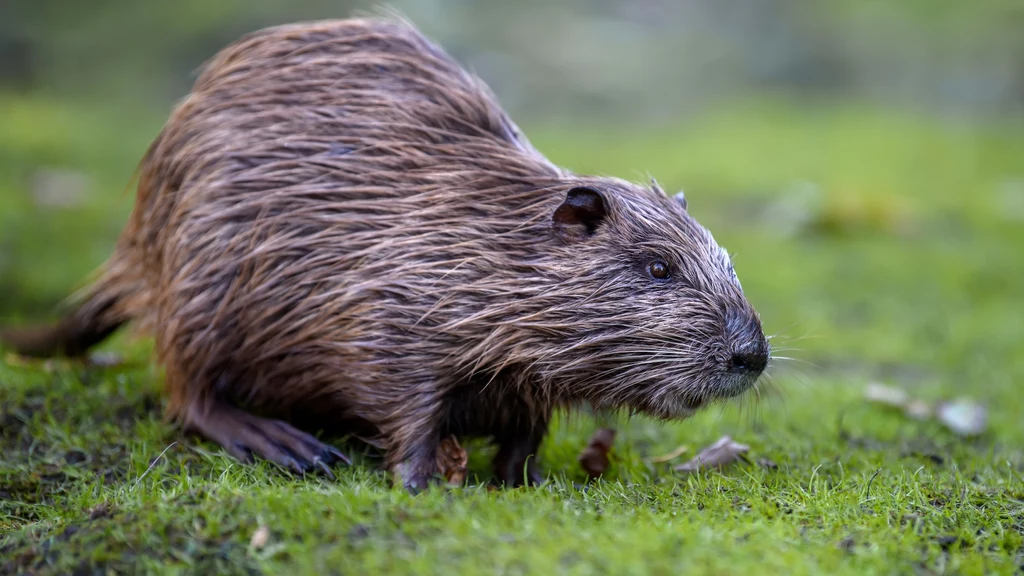 Nutria w Europie i USA jest gatunkiem inwazyjnym. To zagrożenie dla lokalnych ekosystemów