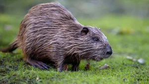 Nietypowy apel ekologów. Proszą, aby inwazyjne nutrie... zjadać