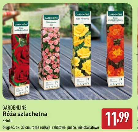 Róża Gardenline