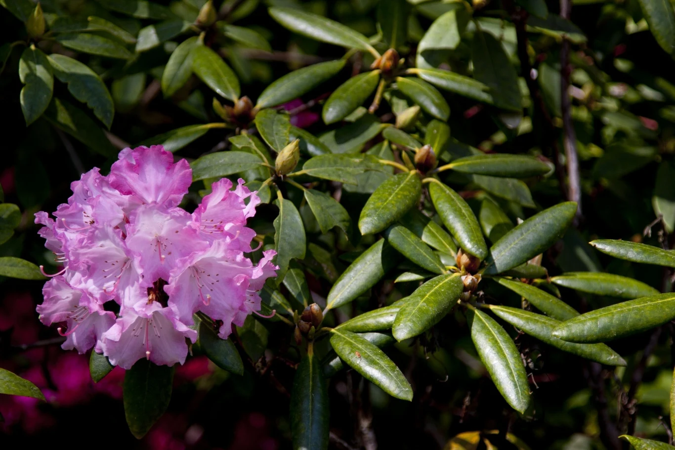 Rododendron zwija liście? Poznaj, jaka jest tego najczęstsza przyczyna.