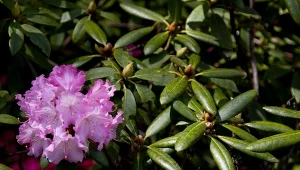 Rododendron zwija liście? Tak go uratujesz i pobudzisz do wzrostu