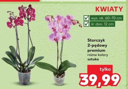 Storczyk Ok.