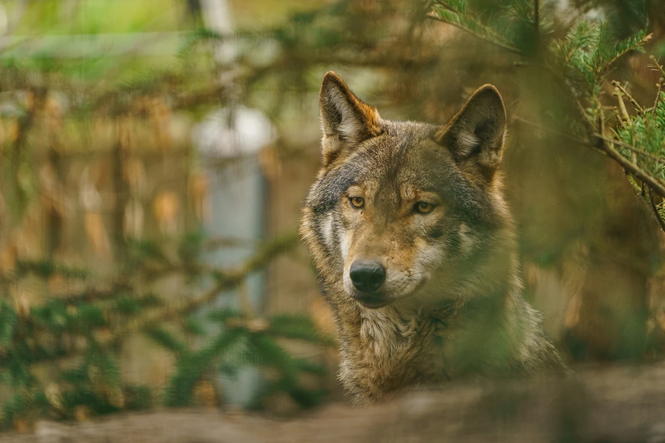 Ostatnia ocena liczebności metodami naukowymi została przeprowadzona przez Główny Inspektorat Ochrony Środowiska, jedyną instytucję uprawnioną do monitoringu gatunków chronionych