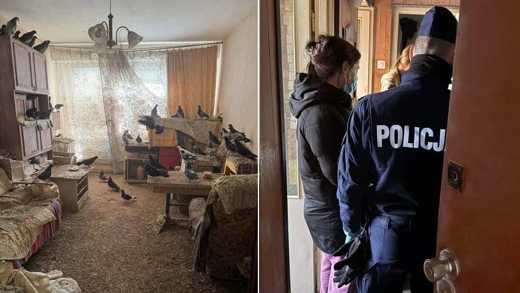 Toruń. Policja interweniowała w sprawie gołębi, które żyły w fatalnych warunkach Toruń. Policja interweniowała w sprawie gołębi, które żyły w fatalnych warunkach
