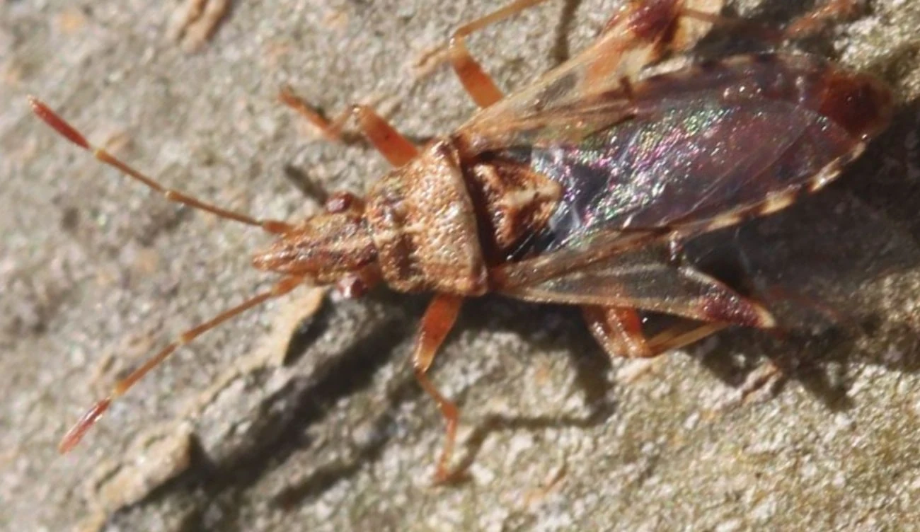 Insekty częściej pojawiały się na owocostanach młodych platanów niż na starszych drzewach