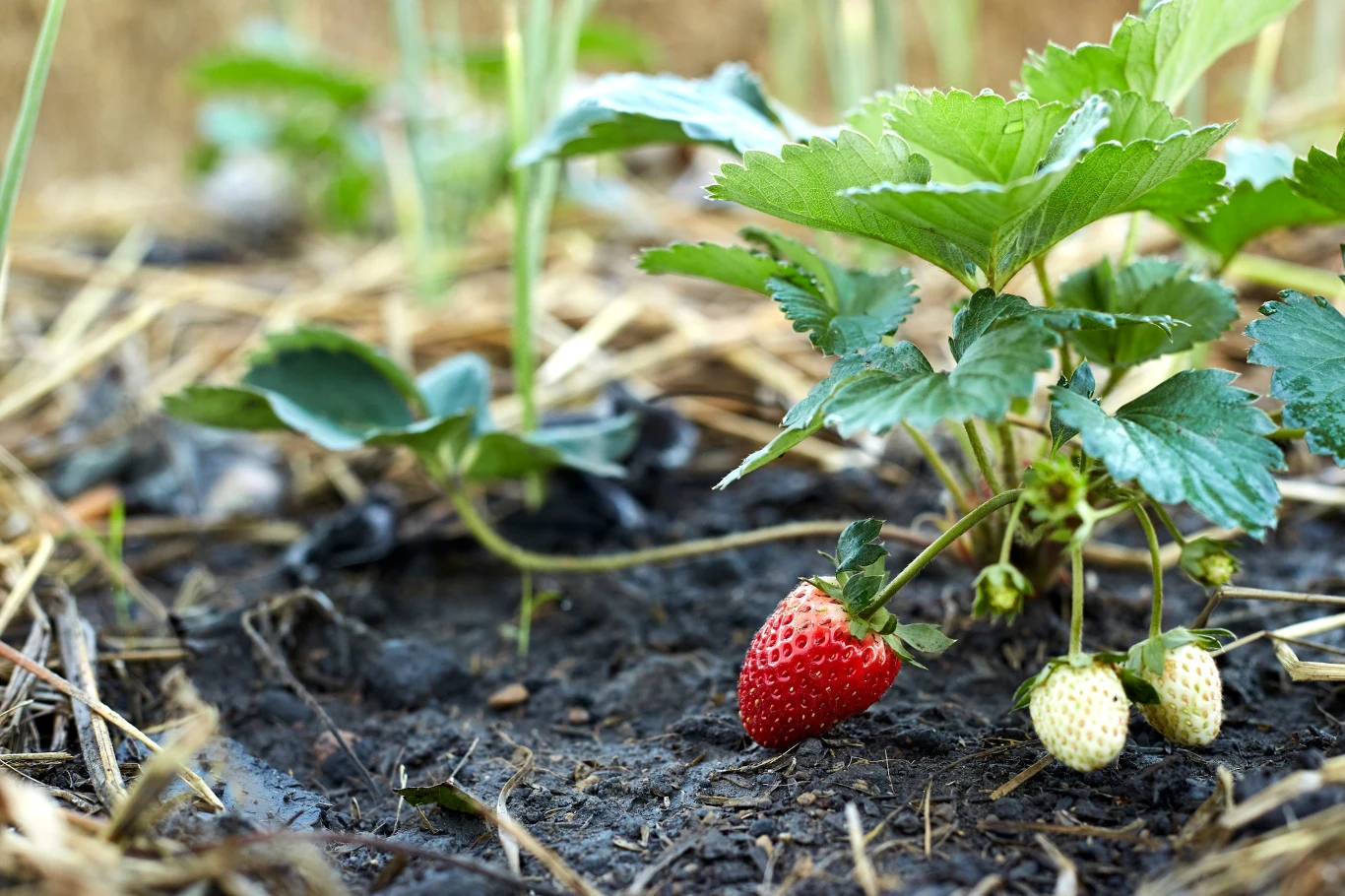 Nawożenie truskawek wiosną. Zrób to, a będziesz mieć słodkie i soczyste owoce.