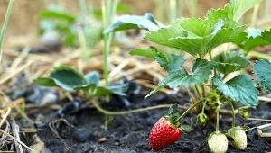Podsyp tym truskawki w marcu. Owoce będą duże i słodkie