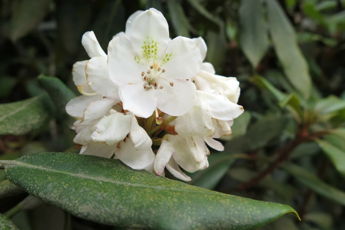 Uwielbiasz rododendrony? To miejsce w Niemczech niedaleko polskiej granicy, jest idealnym kierunkiem na wycieczkę dla ciebie