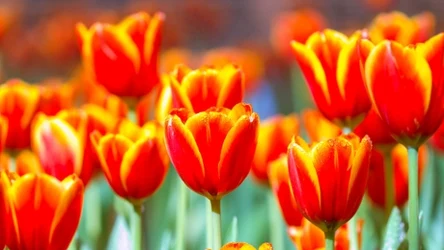Tulipany potrzebują nawożenia, aby bujnie zakwitnąć wiosną. 