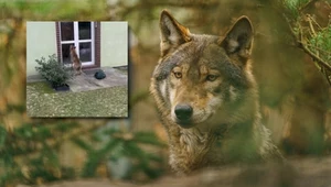 Wilki posługują się głównie wyczulonym węchem i słuchem, słabiej wzrokiem