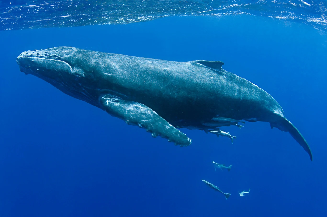 Czasami w Morzu Bałtyckim można zaobserwować wieloryba. Naukowcy nie są w stanie wytłumaczyć, dlaczego Czasami w Morzu Bałtyckim można zaobserwować wieloryba. Naukowcy nie są w stanie wytłumaczyć, dlaczego