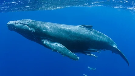 Czasami w Morzu Bałtyckim można zaobserwować wieloryba. Naukowcy nie są w stanie wytłumaczyć, dlaczego