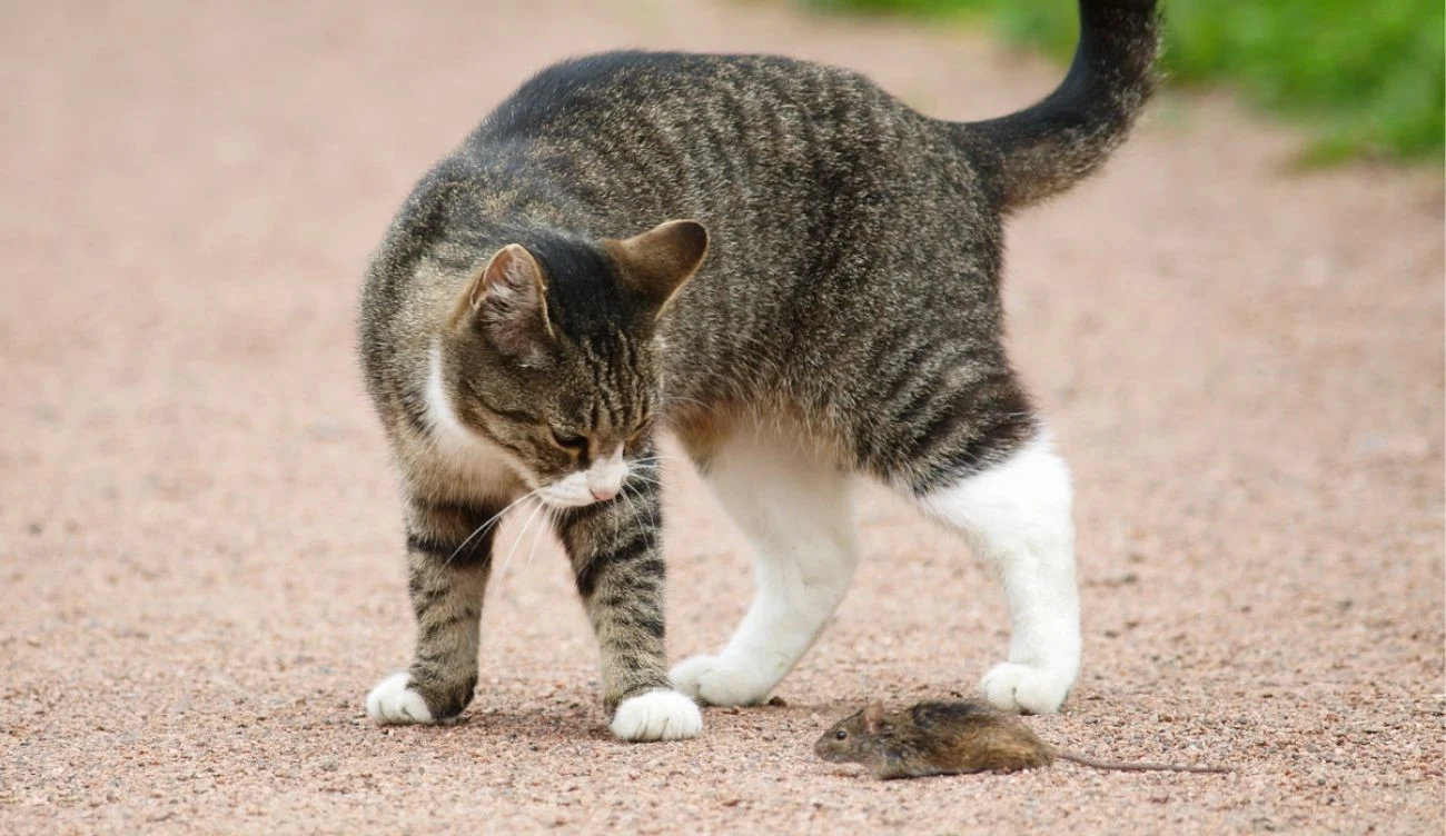Koty domowe zachowały wiele pierwotnych instynktów, które pozwoliły ich dzikim przodkom przetrwać w trudnych warunkach Koty domowe zachowały wiele pierwotnych instynktów, które pozwoliły ich dzikim przodkom przetrwać w trudnych warunkach