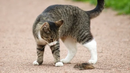 Koty domowe zachowały wiele pierwotnych instynktów, które pozwoliły ich dzikim przodkom przetrwać w trudnych warunkach