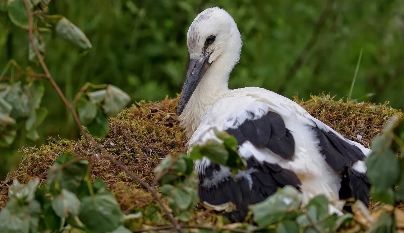 Osłabione i chore pisklęta bociana są usuwane przez dorosłe osobniki z gniazda.