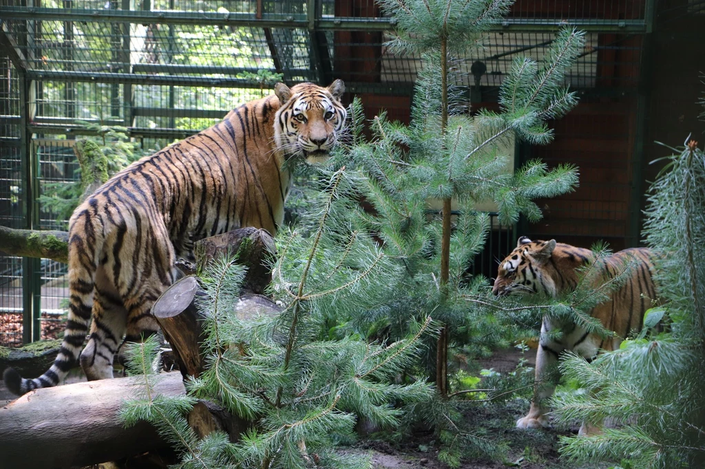 Tygrysy Dominik i Magda na wybiegu zoo w Gdańsku jeszcze w 2019 roku