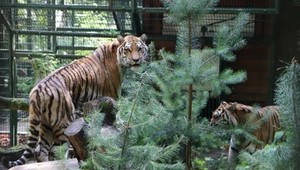 Przejmująca śmierć najstarszego tygrysa Europy. Polskie zoo podjęło decyzję