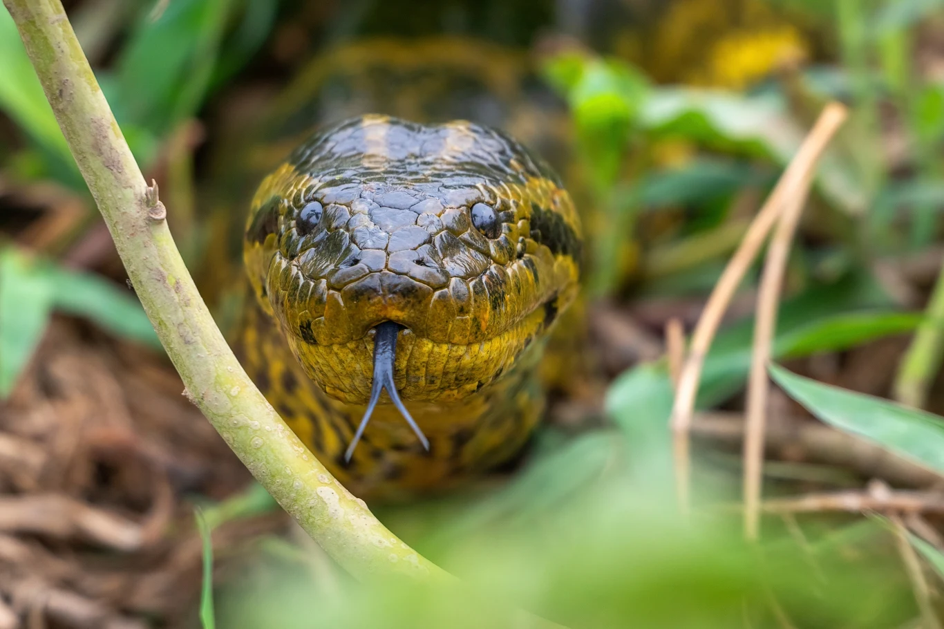 Anakonda żółta z Paragwaju jest duża, ale nie największa wśród anakond