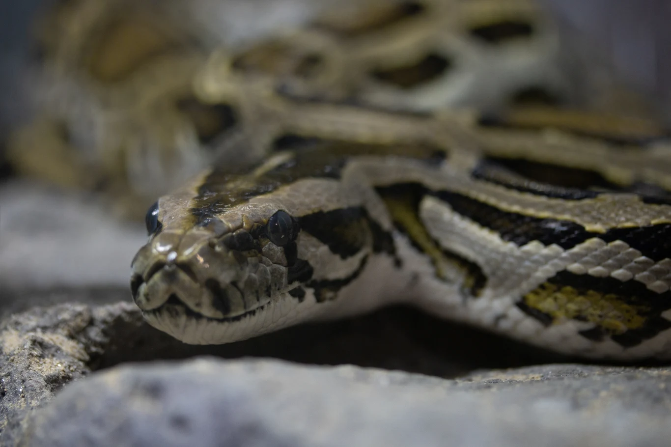 Pytony to być może najdłuższe węże świata